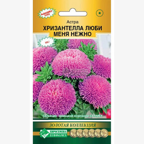 Астра ХРИЗАНТЕЛЛА Люби меня Нежно китайская 5 шт/ Евросемена