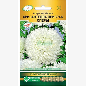 Астра ХРИЗАНТЕЛЛА Призрак Оперы китайская (5 шт)/ Евросемена