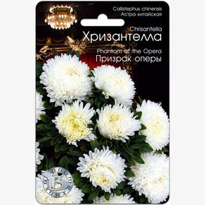 Астра Хризантелла Призрак Оперы/Биотехника/40шт