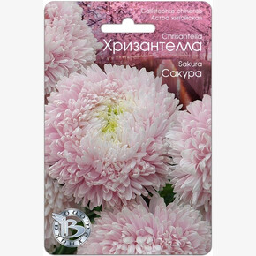 Астра Хризантелла Сакура/ Биотехника