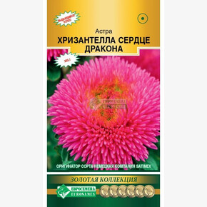 Астра ХРИЗАНТЕЛЛА СЕРДЦЕ ДРАКОНА китайская 5 шт/ Евросемена