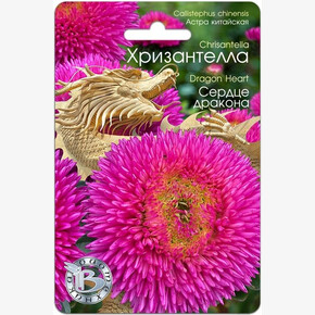 Астра Хризантелла Сердце дракона/ Биотехника