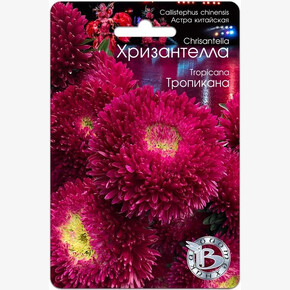 Астра Хризантелла Тропикана /Биотехника/