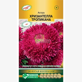 Астра ХРИЗАНТЕЛЛА ТРОПИКАНА китайская 5 шт/ Евросемена