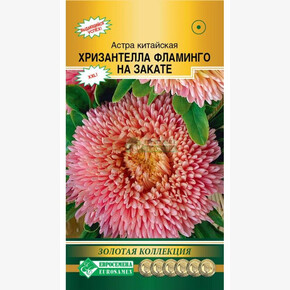 Астра ХРИЗАНТЕЛЛА Фламинго на Закате (5 шт)/ Евросемена