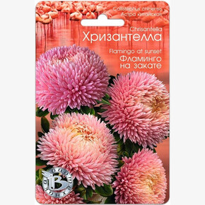 Астра Хризантелла Фламинго на закате/ Биотехника