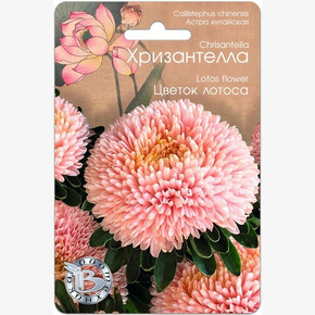 Астра Хризантелла Цветок Лотоса /Биотехника/