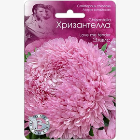 Астра Хризантелла Элвис/ Биотехника