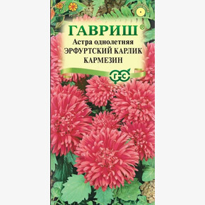 астра Эрфуртский карлик Кармезин/ Гавриш