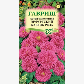 астра Эрфуртский карлик Роза/ Гавриш