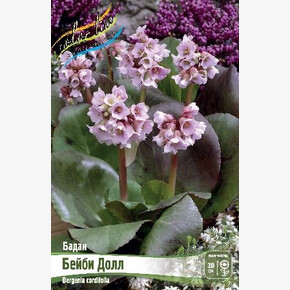 БАДАН БЕЙБИ ДОЛЛ