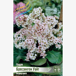 БАДАН БРЕССИНГЕМ УАЙТ