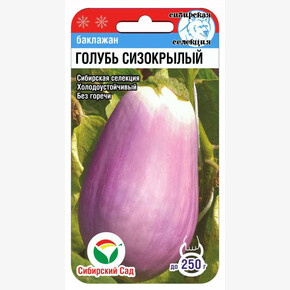 Баклажан Голубь сизокрылый 20шт Сиб Сад