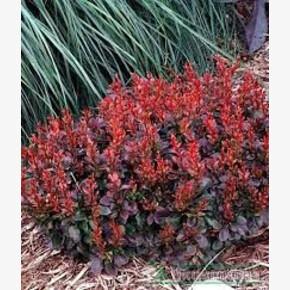 Барбарис Багателле P9