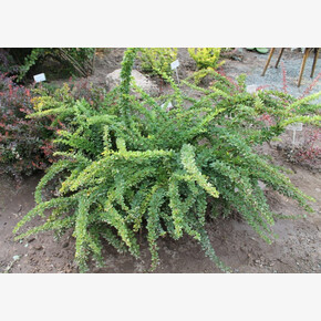 Барбарис Грин Карпет P9