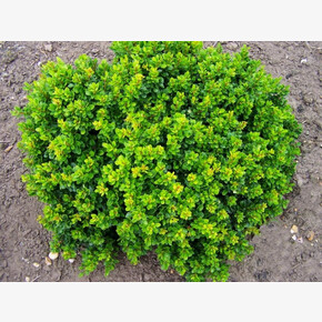 Барбарис Кобольд P9