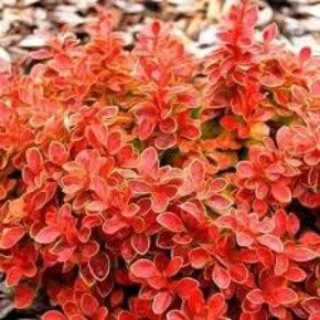 Барбарис Корал P9