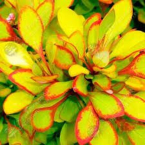 Барбарис Лимончелло P9