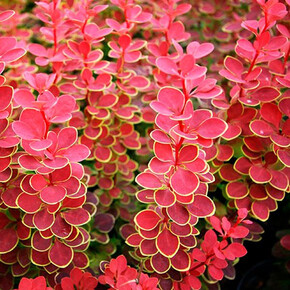 Барбарис Оранж Санрайз P9