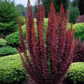 Барбарис Ред Пиллар P9