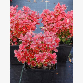 Барбарис Рэд Хот Чили P9