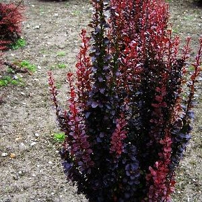 Барбарис Хелмонд Пиллар P9