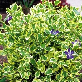 Барвинок Вариегата P9