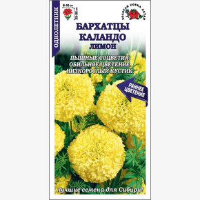 Бархатцы Каландо лимон/ Сотка