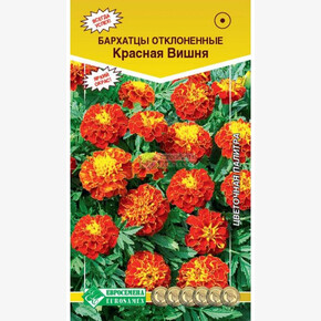 Бархатцы Красная Вишня/ Евросемена