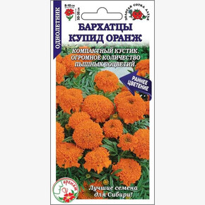 Бархатцы Купид Оранж/ Сотка