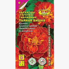 Бархатцы Пьяная вишня/ Аэлита