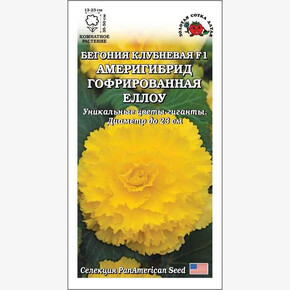 Бегония Америгибрид Еллоу F1 /Сотка/ 5шт/ гофрир. h-50см d-23см PanAm/*500