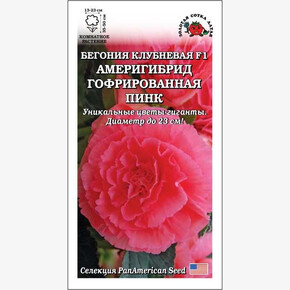 Бегония Америгибрид Пинк F1 /Сотка/ 5шт/ гофрир. h-50см d-23см PanAm/*500