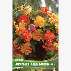 Бегония Ампельная Голден Бэлкони