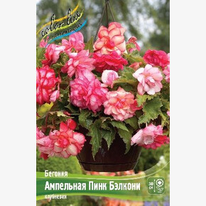 Бегония Ампельная Пинк Бэлкони