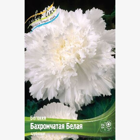 Бегония Бахромчатая Белая