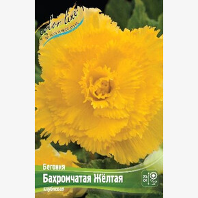 Бегония Бахромчатая Желтая
