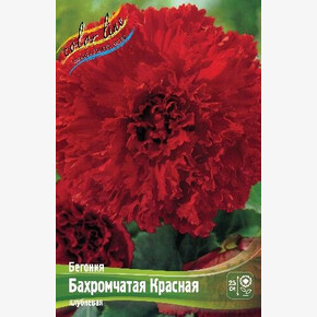 Бегония Бахромчатая Красная