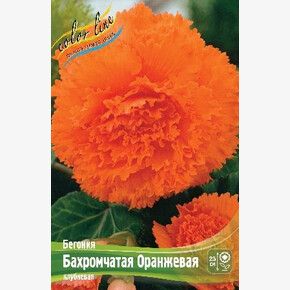 Бегония Бахромчатая Оранжевая
