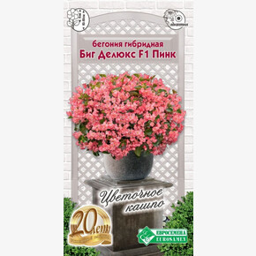 Бегония Биг Делюкс Пинк, зеленый лист F1/ Евросемена