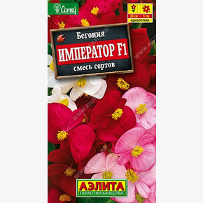Бегония Император /Аэлита
