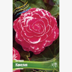 Бегония Камелия