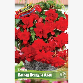 Бегония Каскад Пендула Алая