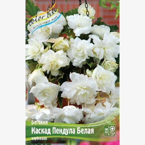 Бегония Каскад Пендула Белая