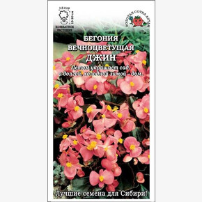 Бегония Коктейль Джин /Сотка/ 5 шт НОВИНКА!/*500