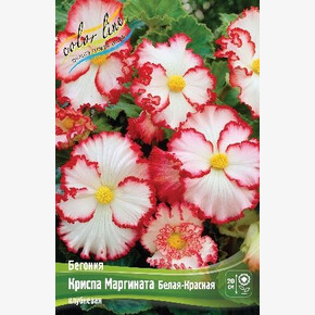 Бегония Криспа Маргината Белая-Красная