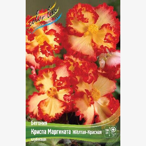 Бегония Криспа Маргината Желтая-Красная