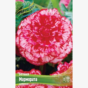 Бегония Мармората