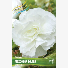 Бегония Махровая Белая