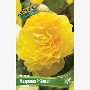 Бегония Махровая Желтая